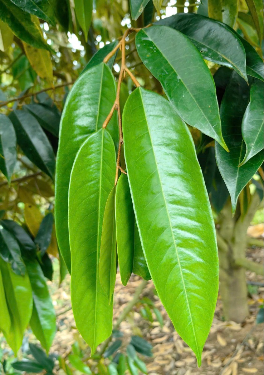 Lá riêng xanh đậm, dày dặn giúp chăm sóc đúng kỹ thuật