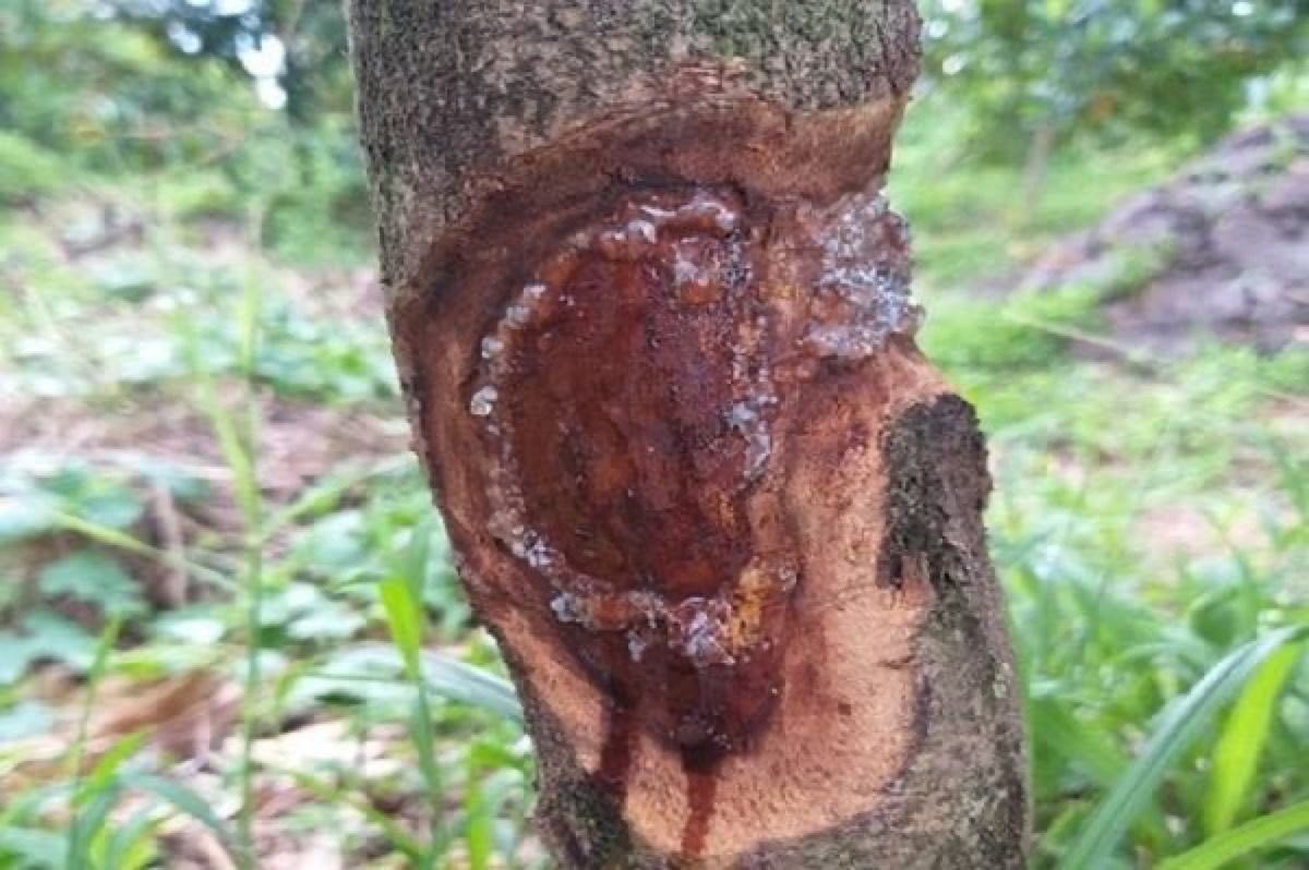 Vết xì mủ Phytophthora thực tế trên thân sầu riêng - cạo vỏ thấy gỗ thâm nâu, chảy nhựa